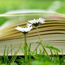 Ein aufgeschlagenes Buch liegt auf grüner Wiese mit Gänseblümchen