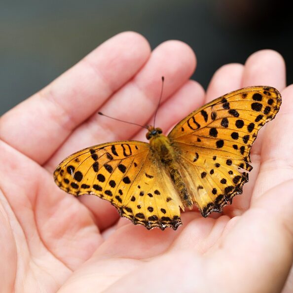 Ein Schmetterling wird in einer geöffneten Hand gehalten.